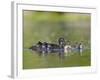 A Female Wood Duck (Aix Sponsa) Is Surrounded by Her Young Ducklings, Washington, USA-Gary Luhm-Framed Photographic Print