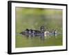 A Female Wood Duck (Aix Sponsa) Is Surrounded by Her Young Ducklings, Washington, USA-Gary Luhm-Framed Photographic Print