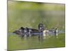 A Female Wood Duck (Aix Sponsa) Is Surrounded by Her Young Ducklings, Washington, USA-Gary Luhm-Mounted Photographic Print