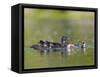 A Female Wood Duck (Aix Sponsa) Is Surrounded by Her Young Ducklings, Washington, USA-Gary Luhm-Framed Stretched Canvas