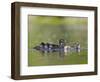 A Female Wood Duck (Aix Sponsa) Is Surrounded by Her Young Ducklings, Washington, USA-Gary Luhm-Framed Photographic Print