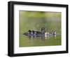 A Female Wood Duck (Aix Sponsa) Is Surrounded by Her Young Ducklings, Washington, USA-Gary Luhm-Framed Photographic Print