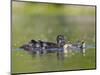 A Female Wood Duck (Aix Sponsa) Is Surrounded by Her Young Ducklings, Washington, USA-Gary Luhm-Mounted Photographic Print