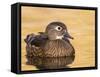 A Female Wood Duck (Aix Sponsa) on a Small Pond in Southern California.-Neil Losin-Framed Stretched Canvas