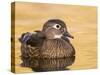 A Female Wood Duck (Aix Sponsa) on a Small Pond in Southern California.-Neil Losin-Stretched Canvas