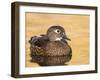 A Female Wood Duck (Aix Sponsa) on a Small Pond in Southern California.-Neil Losin-Framed Photographic Print