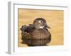 A Female Wood Duck (Aix Sponsa) on a Small Pond in Southern California.-Neil Losin-Framed Photographic Print