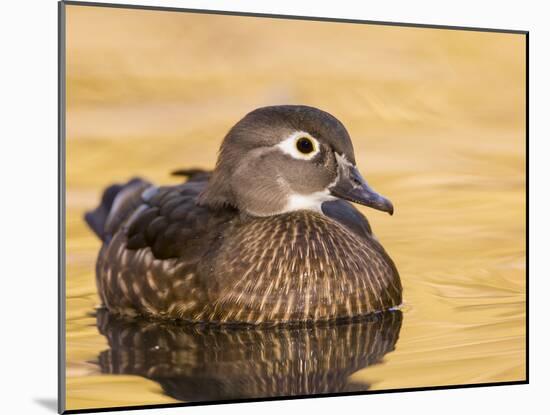 A Female Wood Duck (Aix Sponsa) on a Small Pond in Southern California.-Neil Losin-Mounted Photographic Print