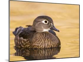 A Female Wood Duck (Aix Sponsa) on a Small Pond in Southern California.-Neil Losin-Mounted Photographic Print