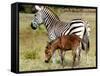 A Female Zebra Named Allison Frolicking with Her Foal-null-Framed Stretched Canvas