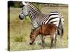 A Female Zebra Named Allison Frolicking with Her Foal-null-Stretched Canvas