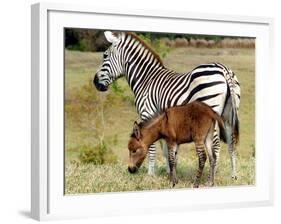 A Female Zebra Named Allison Frolicking with Her Foal-null-Framed Photographic Print