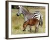 A Female Zebra Named Allison Frolicking with Her Foal-null-Framed Photographic Print