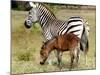 A Female Zebra Named Allison Frolicking with Her Foal-null-Mounted Photographic Print