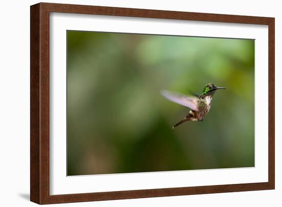 A Festive Coquette, Lophornis Chalybeus, in Flight in the Atlantic Rainforest-Alex Saberi-Framed Photographic Print