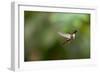 A Festive Coquette, Lophornis Chalybeus, in Flight in the Atlantic Rainforest-Alex Saberi-Framed Photographic Print