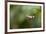 A Festive Coquette, Lophornis Chalybeus, in Flight in the Atlantic Rainforest-Alex Saberi-Framed Photographic Print