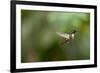 A Festive Coquette, Lophornis Chalybeus, in Flight in the Atlantic Rainforest-Alex Saberi-Framed Photographic Print