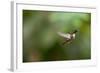 A Festive Coquette, Lophornis Chalybeus, in Flight in the Atlantic Rainforest-Alex Saberi-Framed Photographic Print