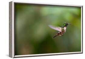 A Festive Coquette, Lophornis Chalybeus, in Flight in the Atlantic Rainforest-Alex Saberi-Framed Photographic Print