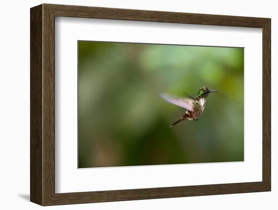 A Festive Coquette, Lophornis Chalybeus, in Flight in the Atlantic Rainforest-Alex Saberi-Framed Photographic Print