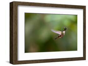 A Festive Coquette, Lophornis Chalybeus, in Flight in the Atlantic Rainforest-Alex Saberi-Framed Photographic Print