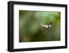 A Festive Coquette, Lophornis Chalybeus, in Flight in the Atlantic Rainforest-Alex Saberi-Framed Photographic Print