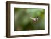 A Festive Coquette, Lophornis Chalybeus, in Flight in the Atlantic Rainforest-Alex Saberi-Framed Premium Photographic Print