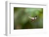 A Festive Coquette, Lophornis Chalybeus, in Flight in the Atlantic Rainforest-Alex Saberi-Framed Premium Photographic Print