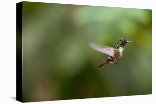 A Festive Coquette, Lophornis Chalybeus, in Flight in the Atlantic Rainforest-Alex Saberi-Stretched Canvas