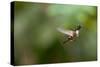 A Festive Coquette, Lophornis Chalybeus, in Flight in the Atlantic Rainforest-Alex Saberi-Stretched Canvas