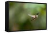 A Festive Coquette, Lophornis Chalybeus, in Flight in the Atlantic Rainforest-Alex Saberi-Framed Stretched Canvas