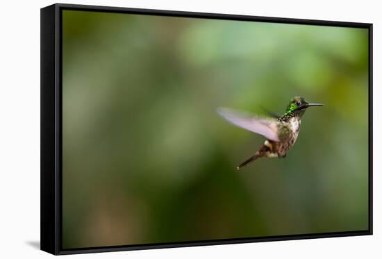 A Festive Coquette, Lophornis Chalybeus, in Flight in the Atlantic Rainforest-Alex Saberi-Framed Stretched Canvas