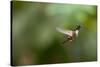 A Festive Coquette, Lophornis Chalybeus, in Flight in the Atlantic Rainforest-Alex Saberi-Stretched Canvas