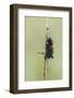 A Field Cricket (Gryllus Pennsylvanicus) Covered in Dew in Virginia-Neil Losin-Framed Photographic Print