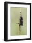 A Field Cricket (Gryllus Pennsylvanicus) Covered in Dew in Virginia-Neil Losin-Framed Photographic Print