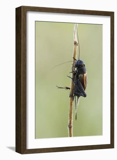 A Field Cricket (Gryllus Pennsylvanicus) Covered in Dew in Virginia-Neil Losin-Framed Photographic Print