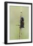 A Field Cricket (Gryllus Pennsylvanicus) Covered in Dew in Virginia-Neil Losin-Framed Photographic Print