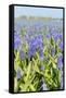 A Field Filled with Blue Grape Hyacinths-Ivonnewierink-Framed Stretched Canvas