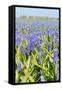 A Field Filled with Blue Grape Hyacinths-Ivonnewierink-Framed Stretched Canvas