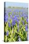 A Field Filled with Blue Grape Hyacinths-Ivonnewierink-Stretched Canvas