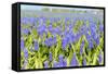 A Field Filled with Blue Grape Hyacinths-Ivonnewierink-Framed Stretched Canvas