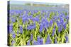 A Field Filled with Blue Grape Hyacinths-Ivonnewierink-Stretched Canvas