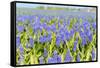 A Field Filled with Blue Grape Hyacinths-Ivonnewierink-Framed Stretched Canvas