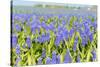 A Field Filled with Blue Grape Hyacinths-Ivonnewierink-Stretched Canvas