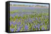 A Field Filled with Blue Grape Hyacinths-Ivonnewierink-Framed Stretched Canvas