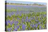 A Field Filled with Blue Grape Hyacinths-Ivonnewierink-Stretched Canvas