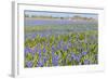 A Field Filled with Blue Grape Hyacinths-Ivonnewierink-Framed Photographic Print