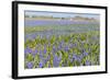 A Field Filled with Blue Grape Hyacinths-Ivonnewierink-Framed Photographic Print