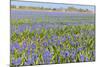 A Field Filled with Blue Grape Hyacinths-Ivonnewierink-Mounted Photographic Print